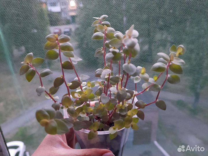Коллизия