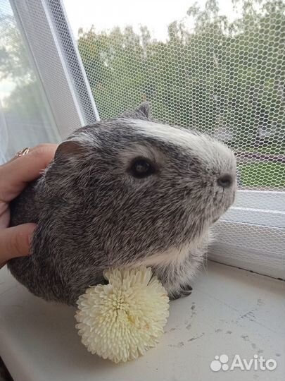 Морская свинка. Мальчик(Вязка)