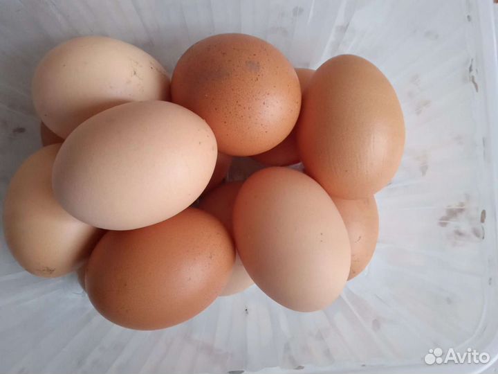 Домашние куриные яйца