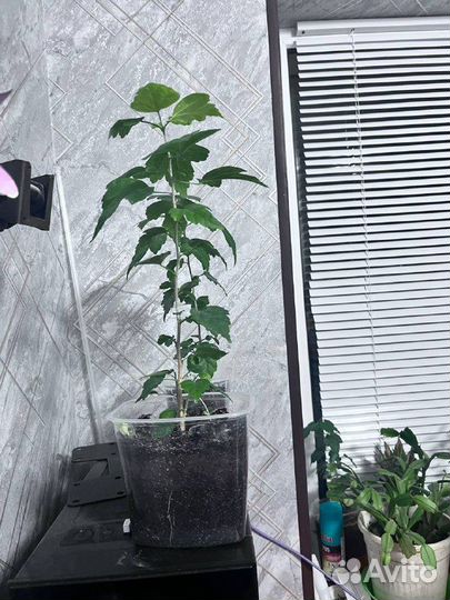 Продам гибискус сирийский (кетмия)