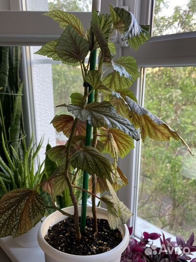 Комнатные растения цветы