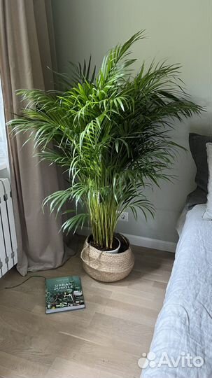 Пальмы наличие