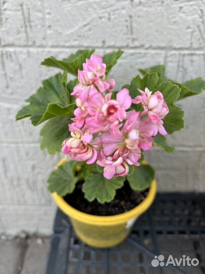 Пеларгония герань