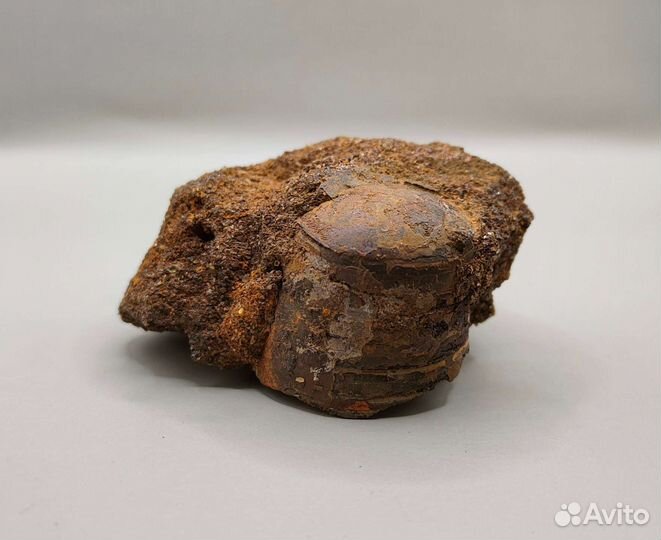 Фрагмокон белемнита крупный, Россия / Окаменелости