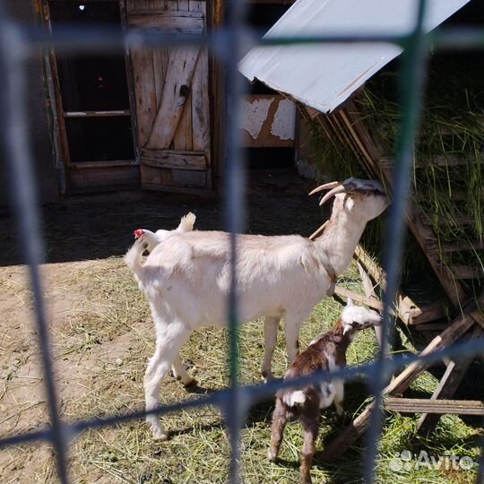 Коза дойная