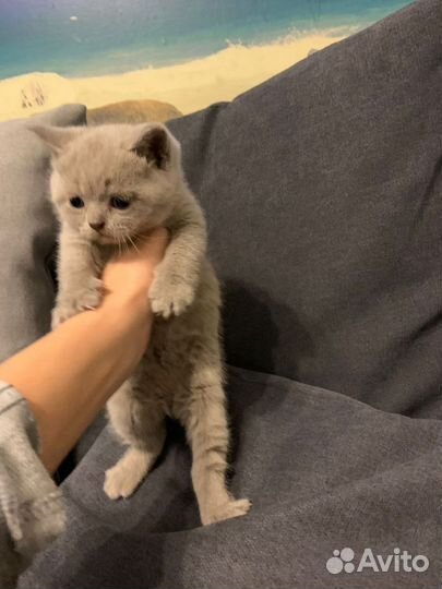 Британская