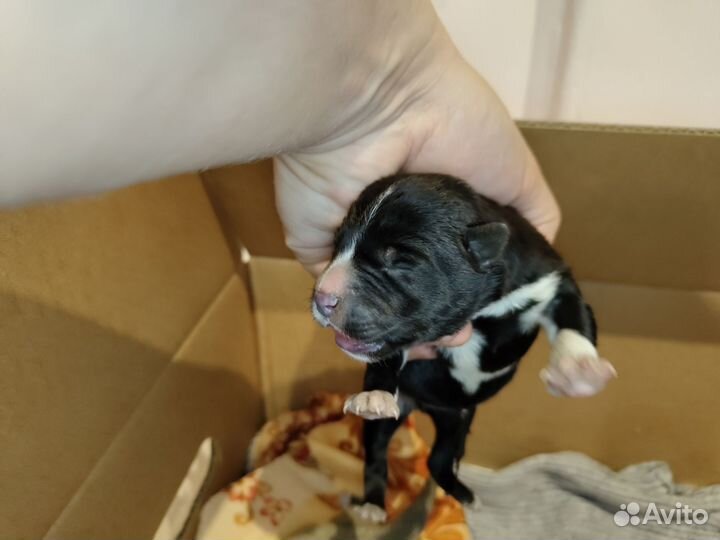 Щенки бесплатно