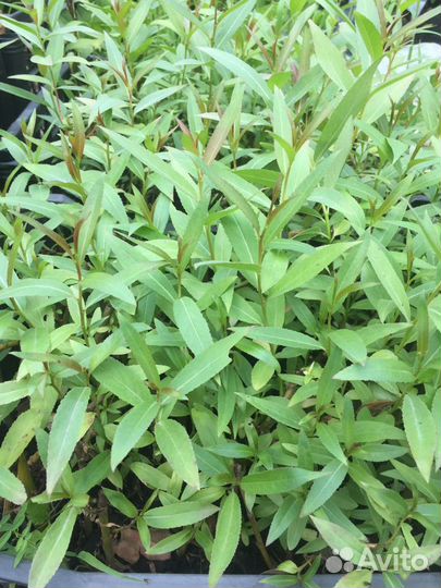 Ива шаровидная остаток 120шт