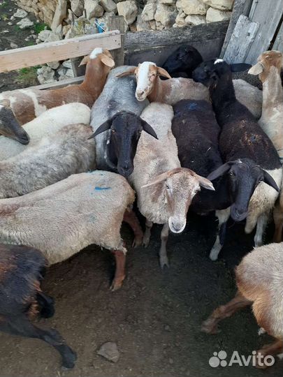 Курдючные бараны овцы
