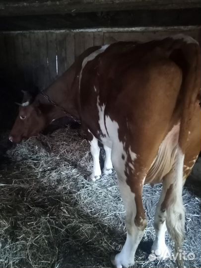 Корова дойная