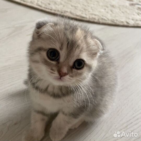 Шотландская вислоухая