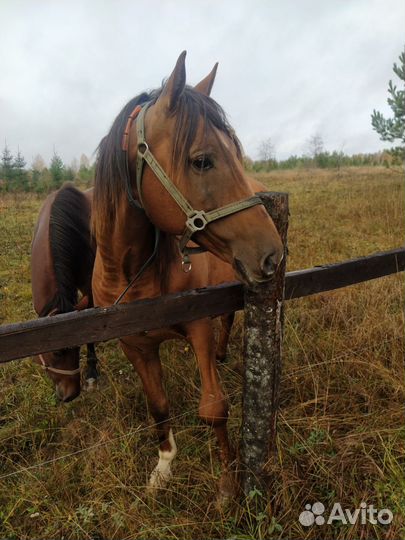 Донская лошадь