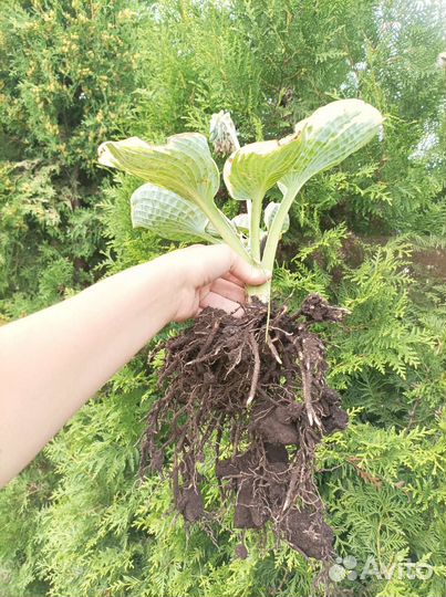 Хоста Шуга Дедди (М)