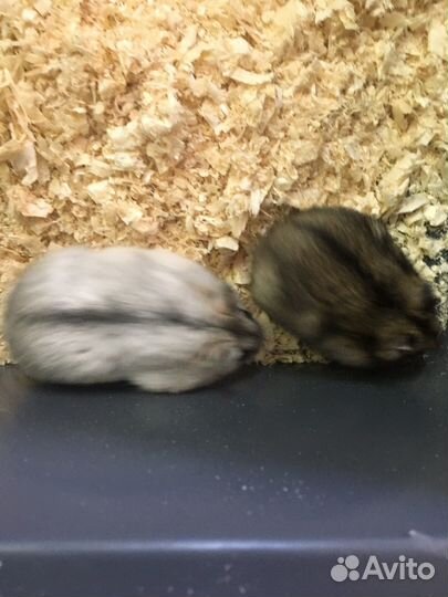 Джунгарский хомяк