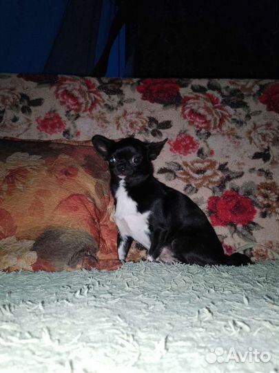 Чихуахуа девочка пророщенная