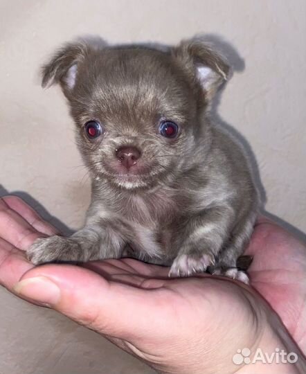 Щенки чихуахуа мини девочки