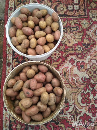 Семенной картофель