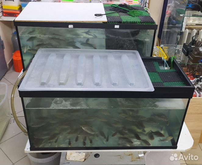 Живец Карась, Плотва, Верхоплавка Северное бутово