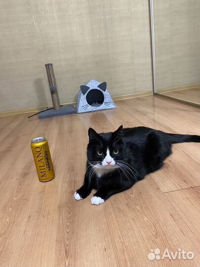 Энергетики (оптом и в розницу)