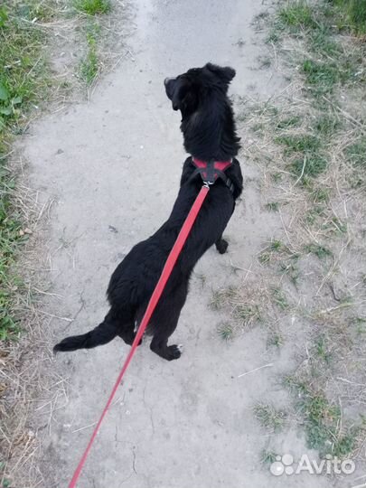 Собачки ищут надежную семью