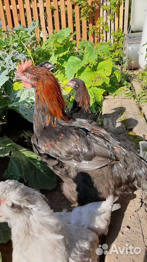 Петушок черно медный маран продам