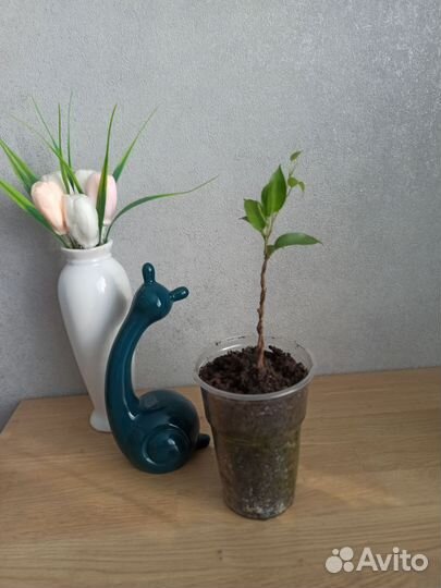 Фикус Бенджамина, плетëный ствол