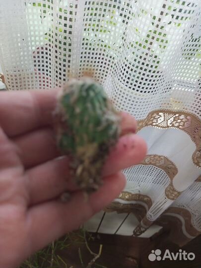 Суккуленты