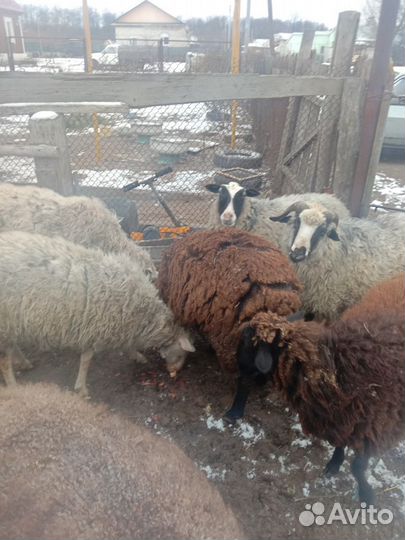 Овцы бараны