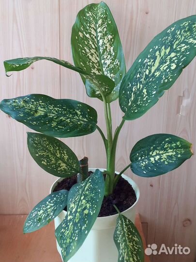 Диффенбахия