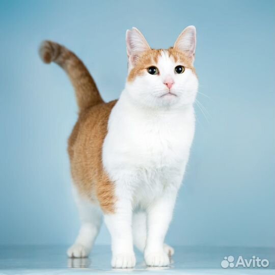 Кошка Ирма в дар, в добрые руки