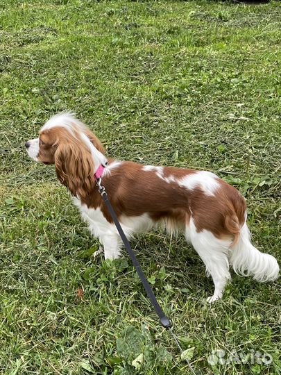 Кавалер кинг чарльз спаниель девочка