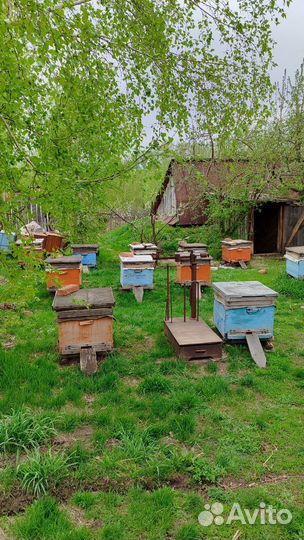 Продам пчелосемьи