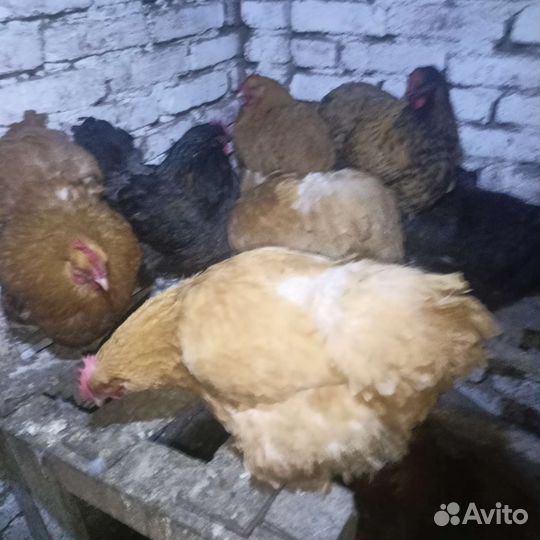 Инкубационное яйцо Орпингтон