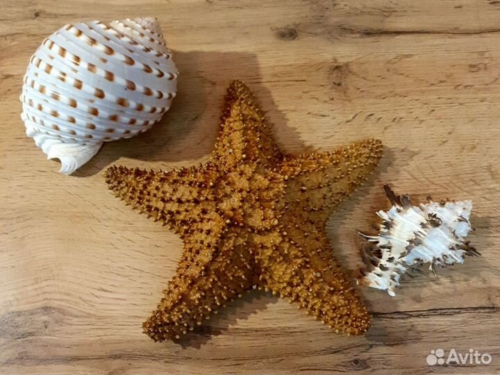 Морская звезда размер 22 см
