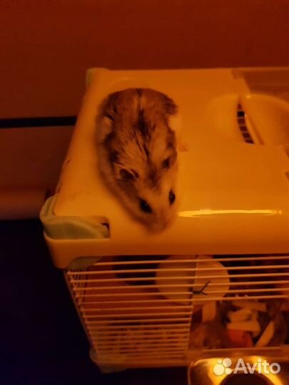 Джунгарский хомяк