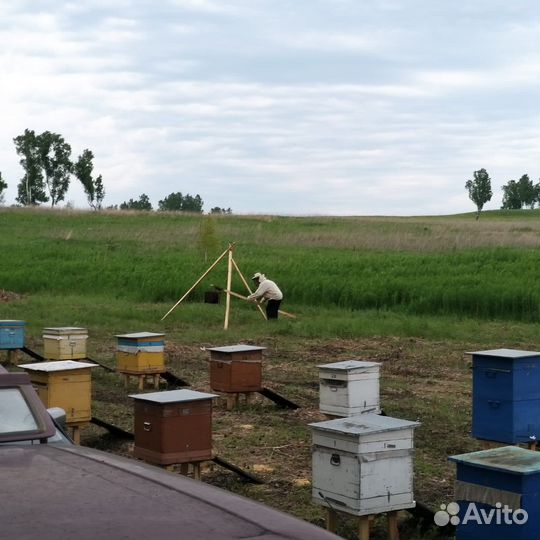 Улики для пчел