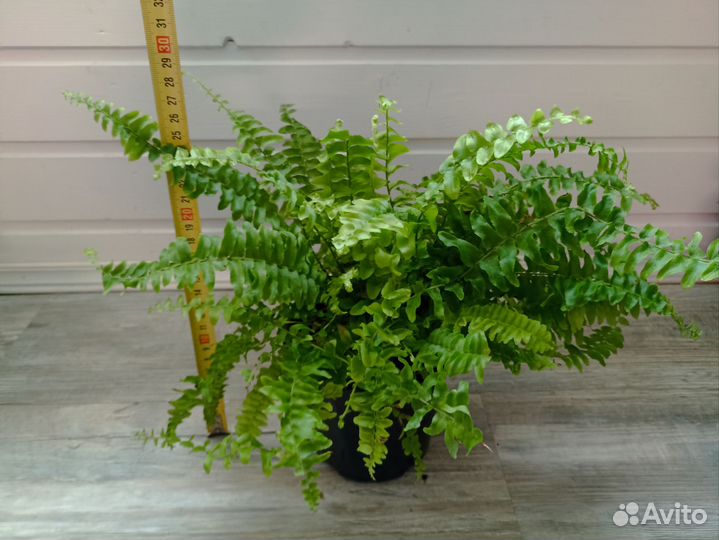 Папоротник нефролепис