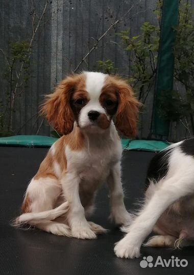 Щенки Кавалера