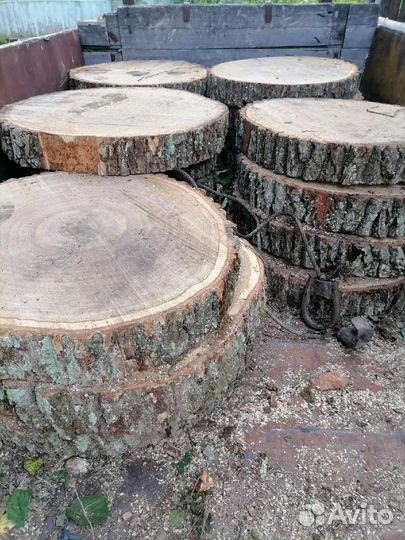 Торцевые спилы деревьев