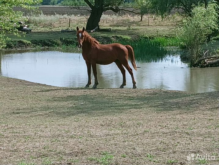 Лошадь жеребец