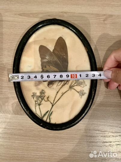 Панно картина раритет бабочка засушенная