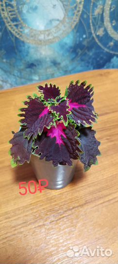 Комнатные растения