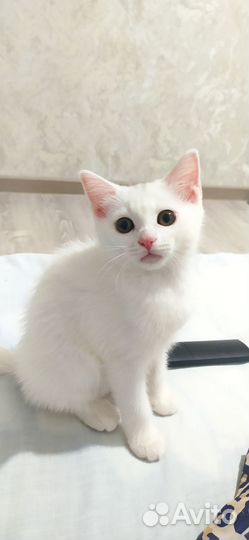 Домашний котенок 2 месяца в добрые руки