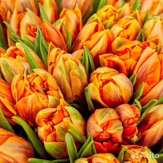 Луковицы тюльпанов для озеленения