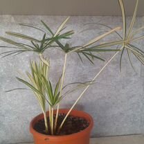 Ular fohishaning eshagini qollari bilan chozadilar