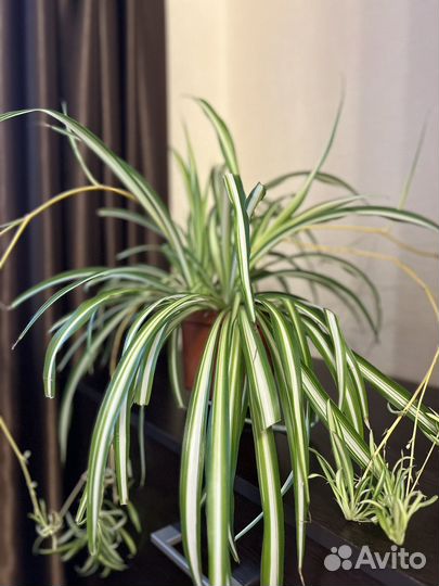 Хлорофитум Герань Толстянка (денежное дерево)