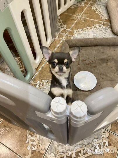 Девочка Шанти