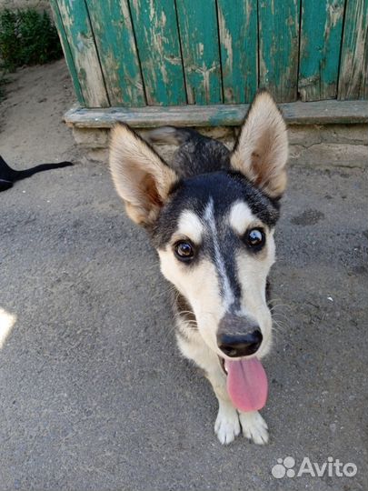 Продам щенка смесь хаски