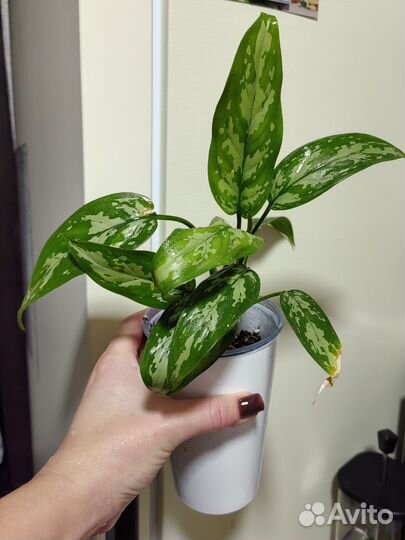 Аглаонема Мария