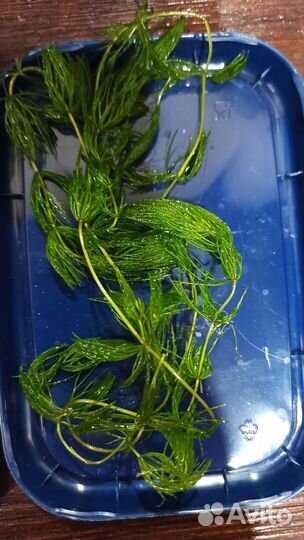 Растения для аквариума и улитки